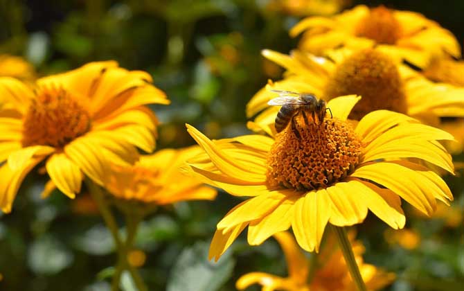 诱蜂水真的有那么好吗？值得养蜂人使用吗？