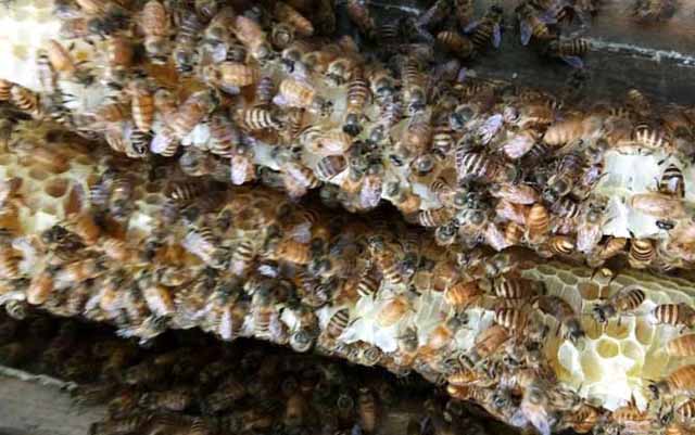 中华蜜蜂病害防冶技术