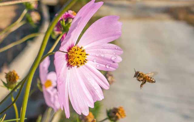 同样都是养蜂,为啥有人能轻松赚钱?