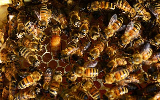 养殖蜜蜂为什么难赚到钱 ?