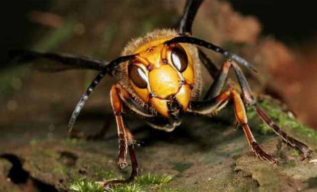 小蜜蜂和大蜜蜂的区别