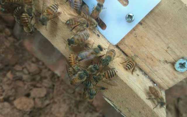 蜜蜂养殖防治蚂蚁的三种方法