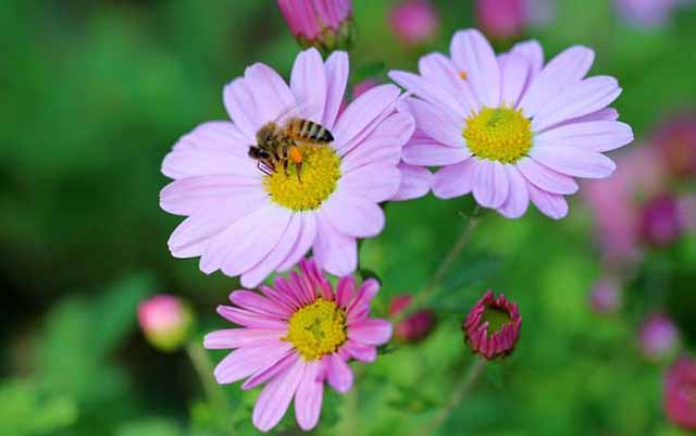 揭穿“甜蜜”的谎言 甘肃开展蜂蜜产品专项治理