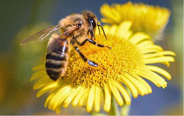 新手养蜂“十一忌”