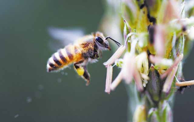 养殖意蜂春季如何管理?