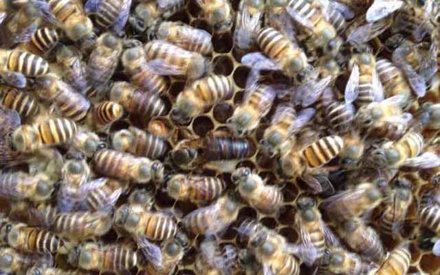 中蜂如何无础养殖?