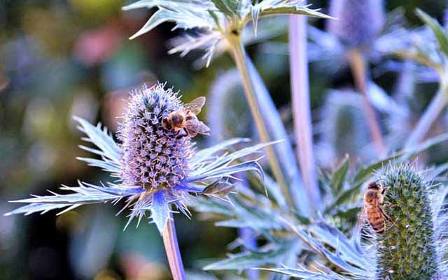蜜蜂养殖,蜂蜜种类和蜜源植物有什么联系?