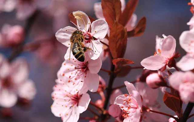 蜂群一年要经历的几个时期
