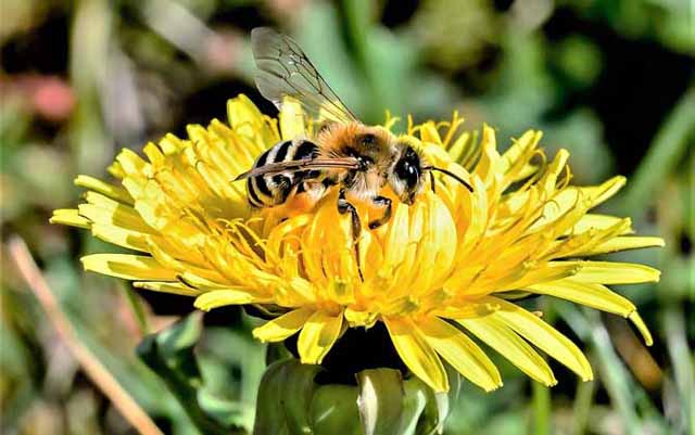 养蜜蜂要投资多少钱?