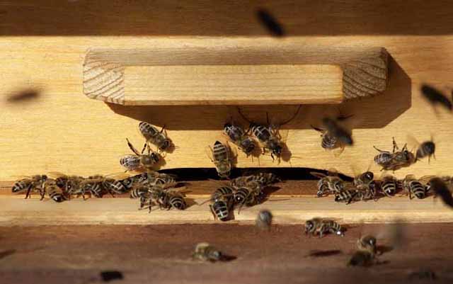 蜜蜂为什么要咬开封盖?