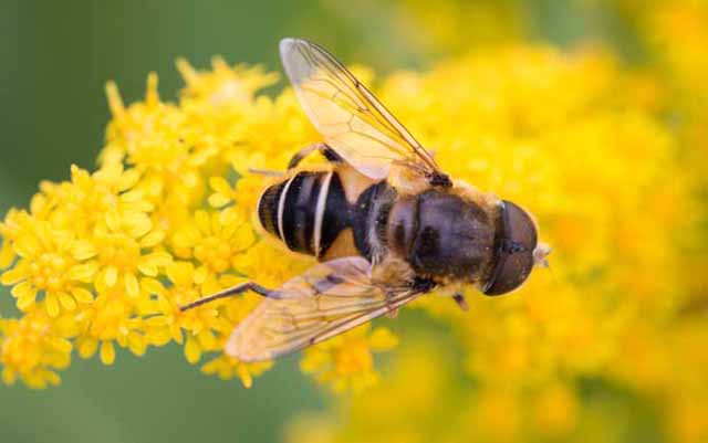 小蜜蜂和大蜜蜂的区别