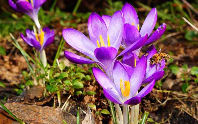 影响蜂王产卵量的因素及卵的成长过程