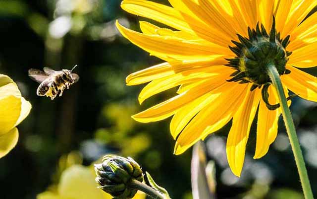 中蜂“秋衰”怎么办？以下措施缓解！