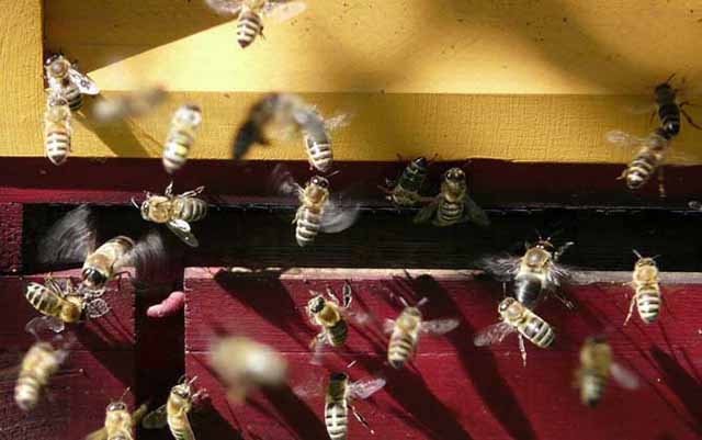 养蜂蜜需要多少成本100箱养蜂利润如何 养蜂赚钱吗