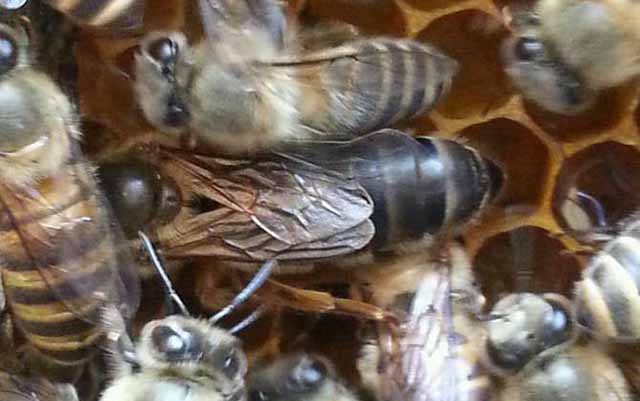 湿度、雨量及风度对蜜蜂活动的影响