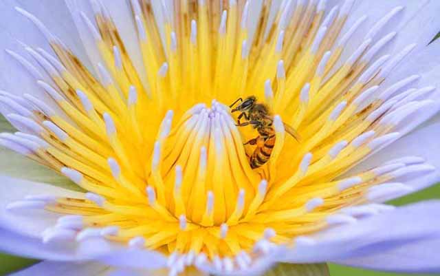 中蜂养殖围王怎么办?