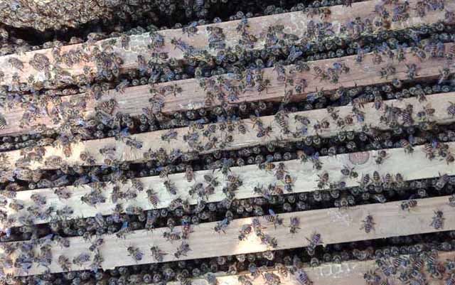 春季购买蜂群需要注意什么?