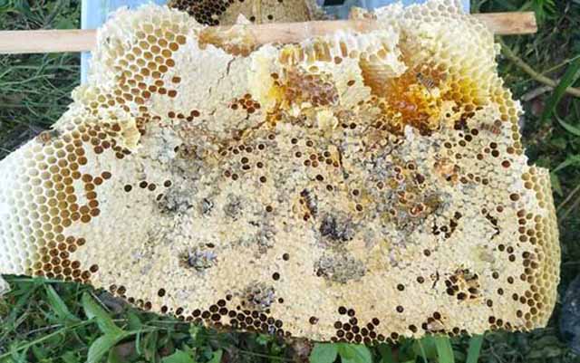 初春,蜜蜂爬出蜂箱就死亡是什么原因?