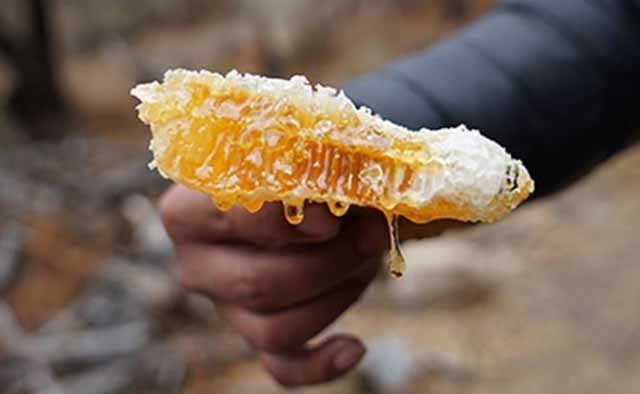 有药味的蜂蜜是什么蜜?