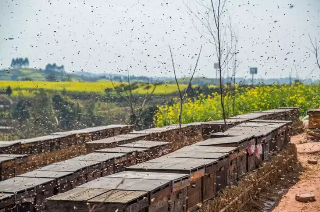 中蜂养殖之开箱检查,具体需要检查哪些方面?