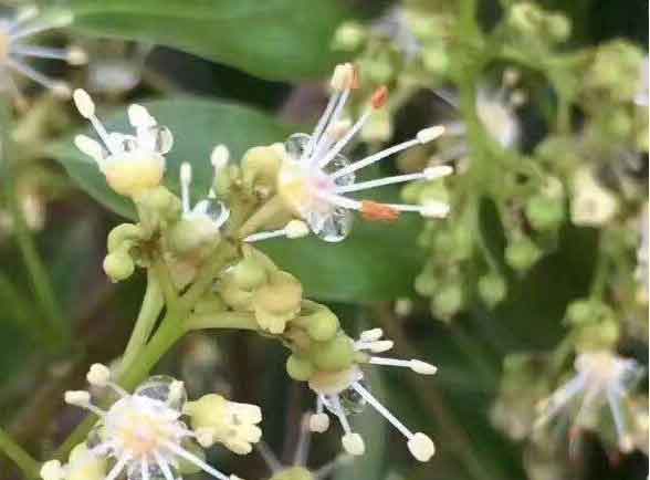 新手养蜂“十一忌”