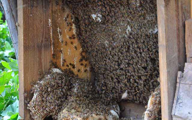 中蜂养殖需要具备哪些技术?