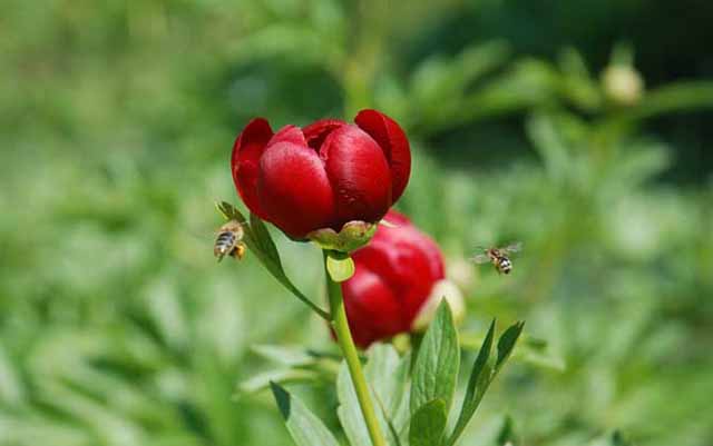 养蜂蜜需要多少成本100箱养蜂利润如何 养蜂赚钱吗