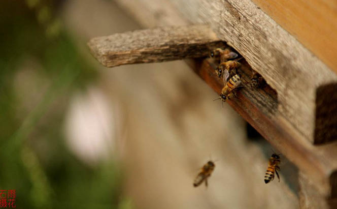 中蜂养殖之开箱检查,具体需要检查哪些方面?