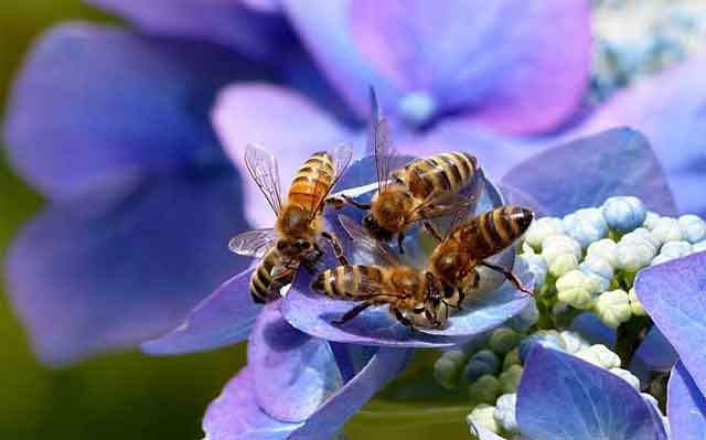 养蜂行业为什么不被看好?