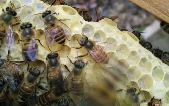 夏季蜜蜂养殖注意事项与病虫害防治要点!