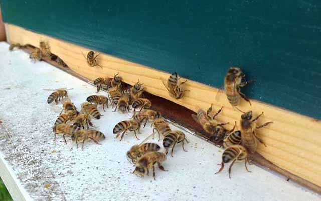 蜜蜂巢门结团怎么回事?