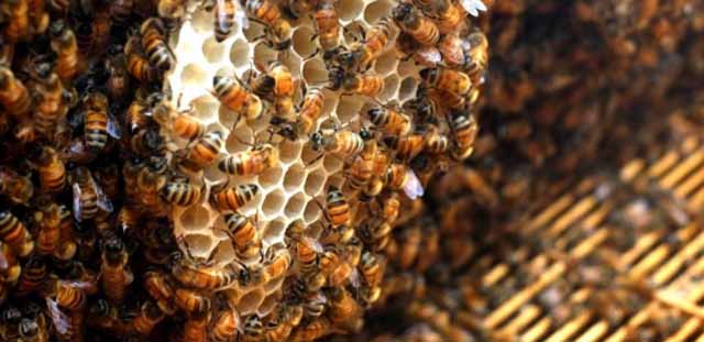 蜜蜂的偏集与预防及处理和利用