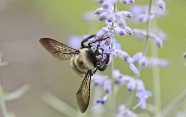 如何寻找野生蜜蜂窝？