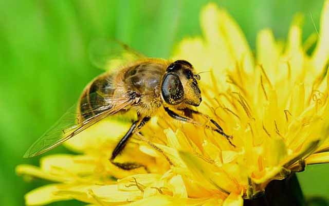蜂病重在预防，做好这4点，不愁蜂群养不强