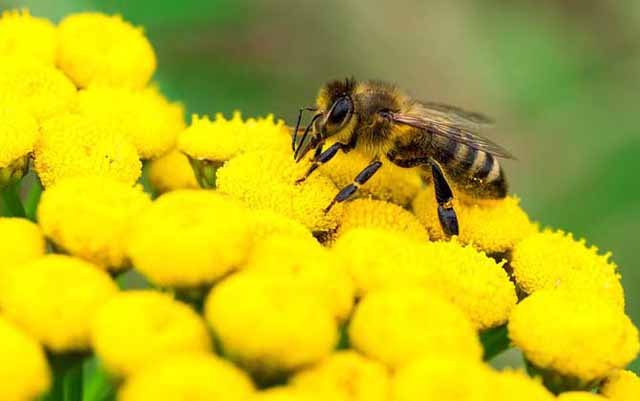 6月养蜂,蜜蜂不采花是什么问题?