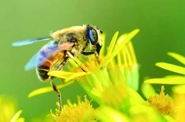 蜜蜂在我国的养殖面积是非常大的，蜜蜂养殖注意事项