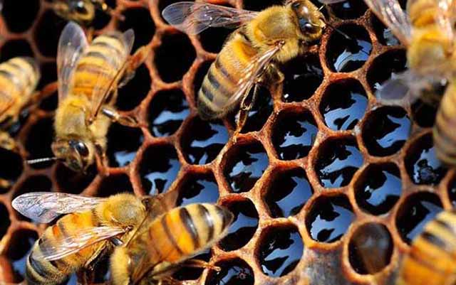 刺激中蜂蜂王产卵的方法!
