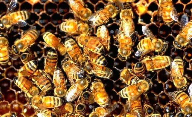 自己动手造蜜蜂巢础