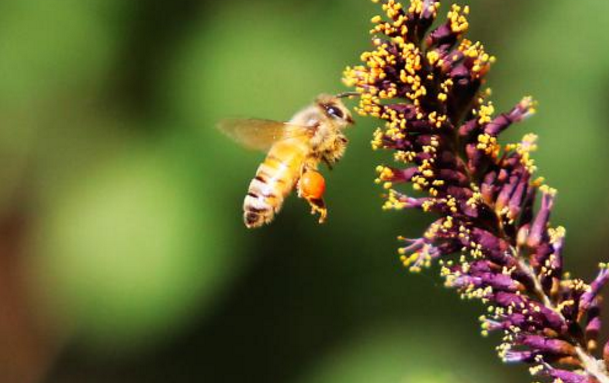 中蜂养殖之开箱检查,具体需要检查哪些方面?