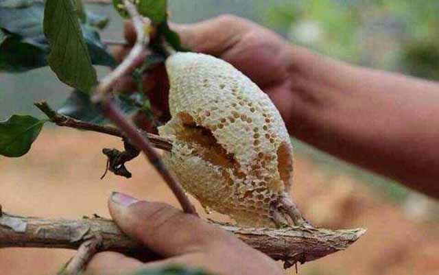 如何快速有效的把蜜蜂招来进行养殖?