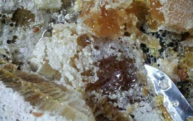 蜜蜂良种标注及应用