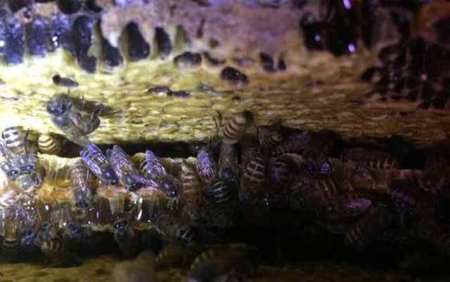 养殖蜜蜂为什么难赚到钱 ?