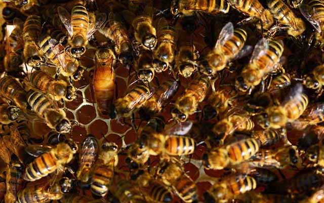 蜜蜂养殖成本和利润怎么计算?