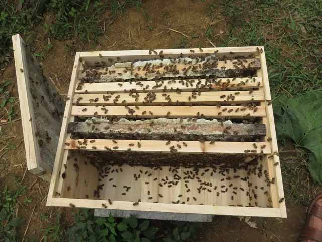 新手养蜂,这些工具要备好