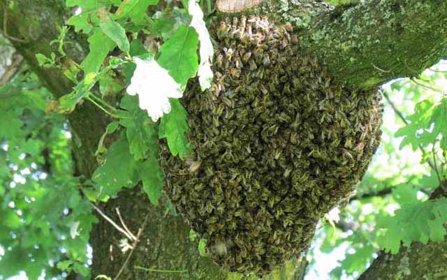 初春,蜜蜂爬出蜂箱就死亡是什么原因?