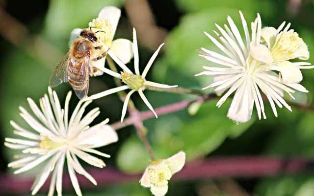 蜜蜂怎样找到回家路的!