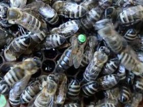 蜜蜂养殖，工蜂拖幼虫是什么原因？
