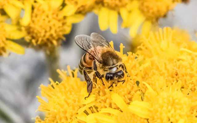 什么花的蜂蜜好?
