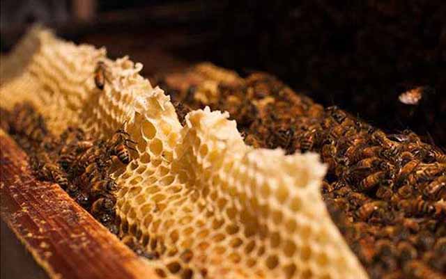 用什么方法可以让中蜂主动换王?