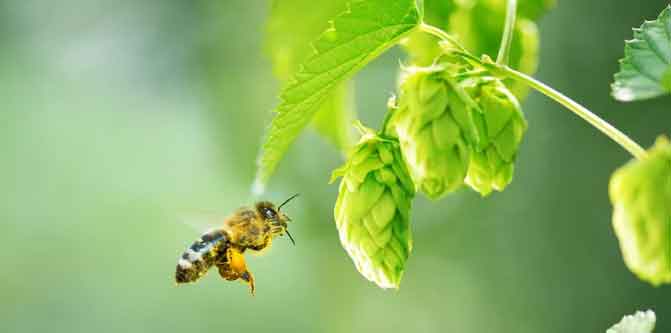 新手养蜂“十一忌”